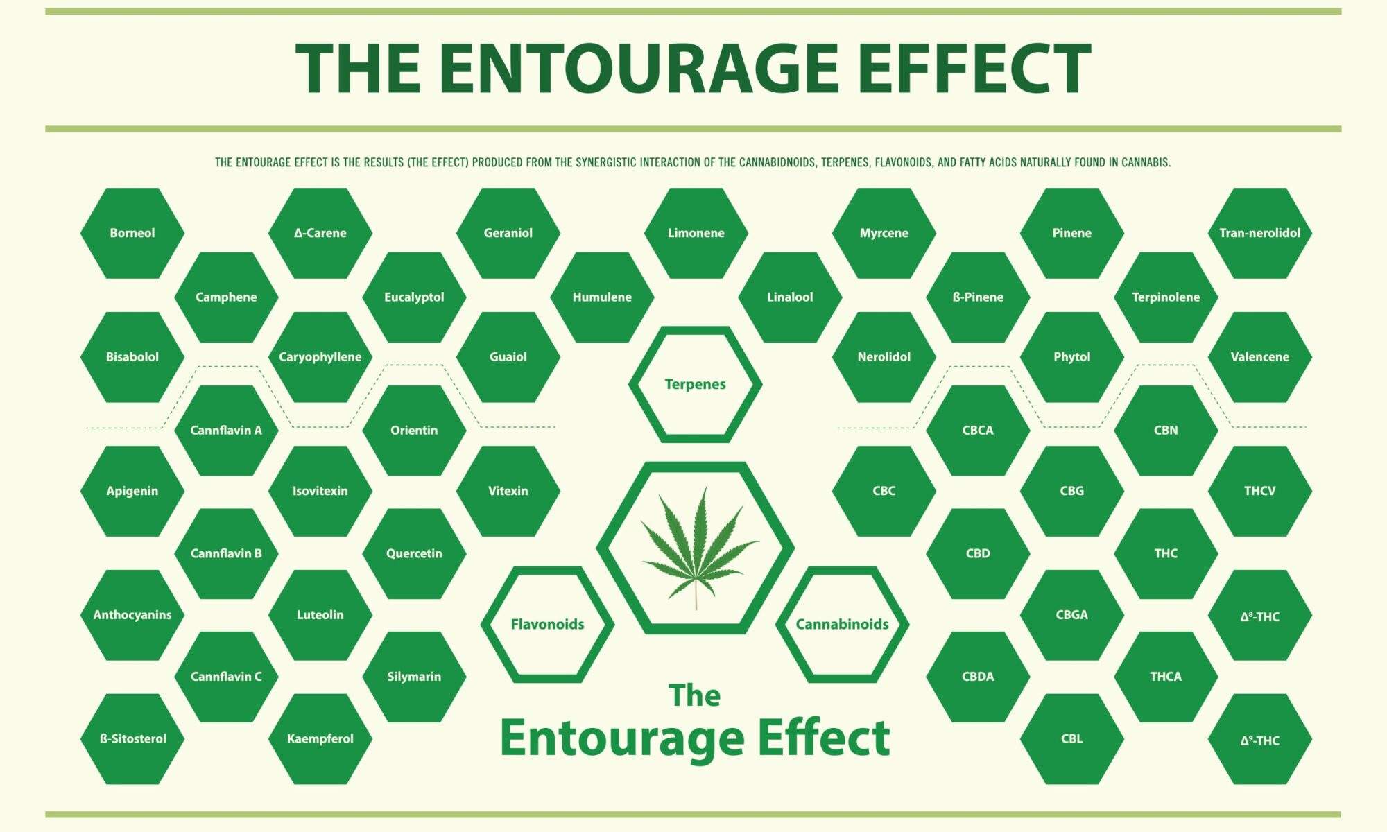 The,Entourage,Effect,Overview,Horizontal,Infographic,Illustration,About,Cannabis,As
