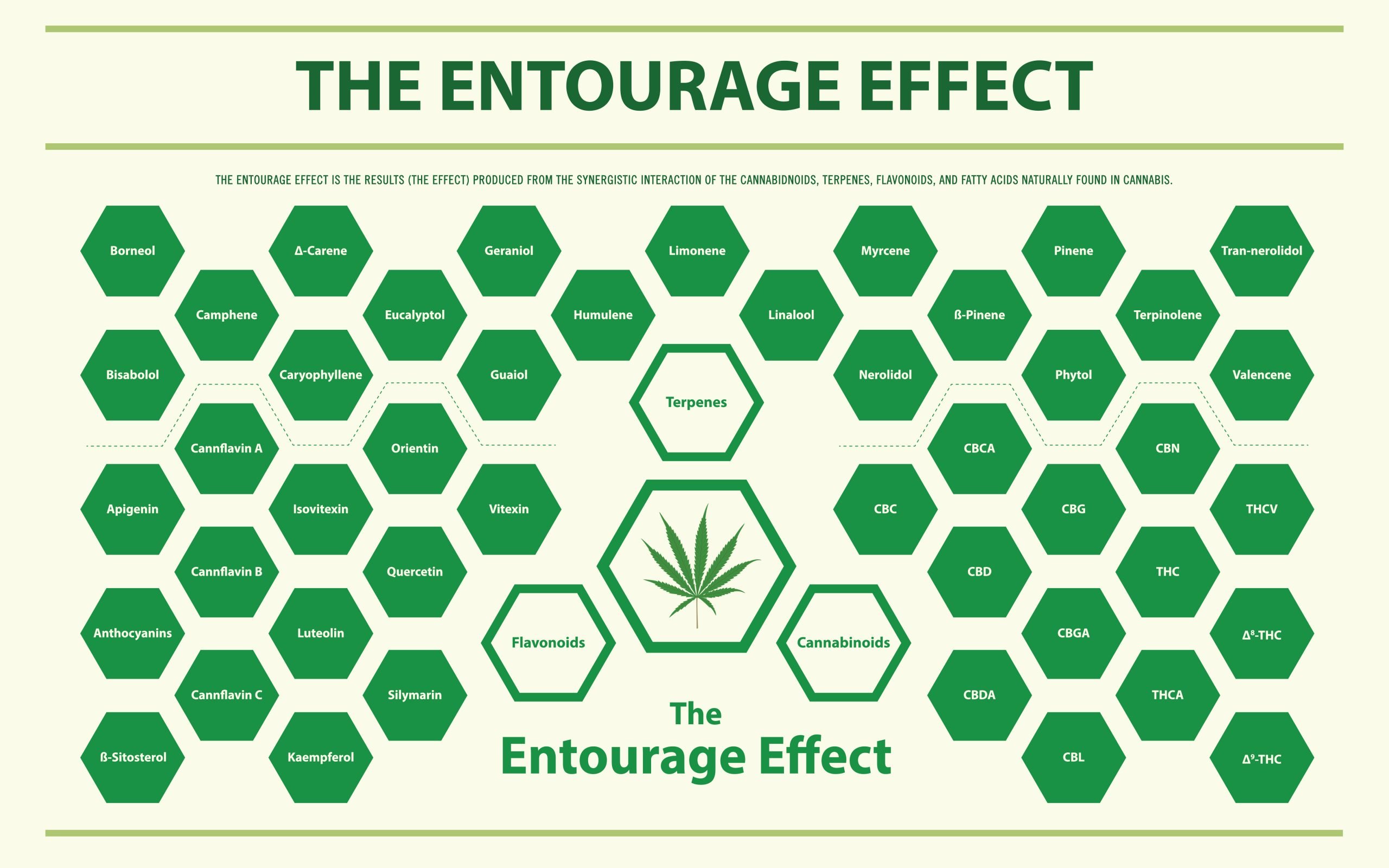 The,Entourage,Effect,Overview,Horizontal,Infographic,Illustration,About,Cannabis,As