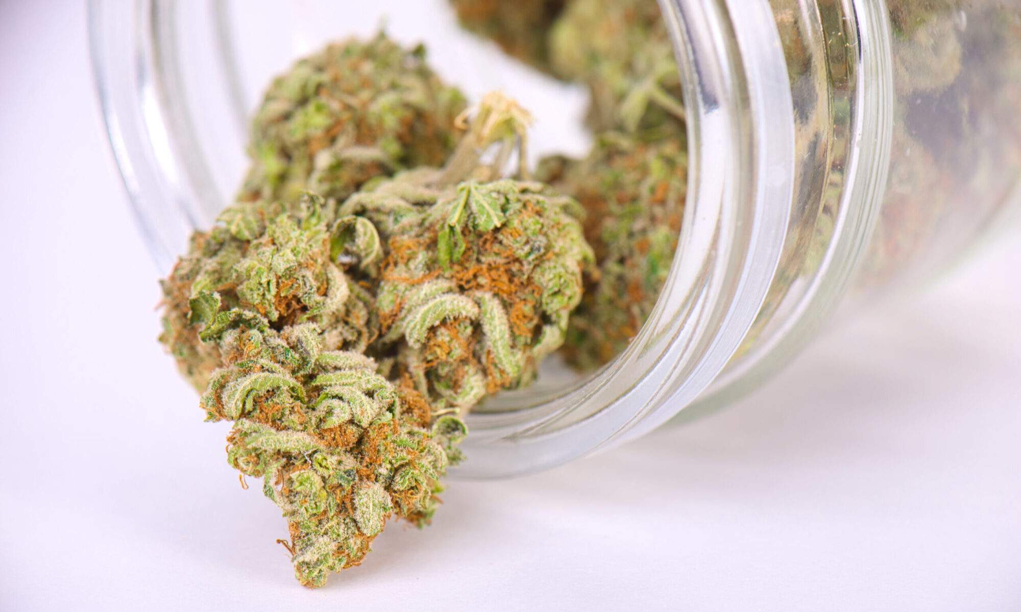 Tangie strain of Weed – Marijuana Review by Green Sativa Dispensary