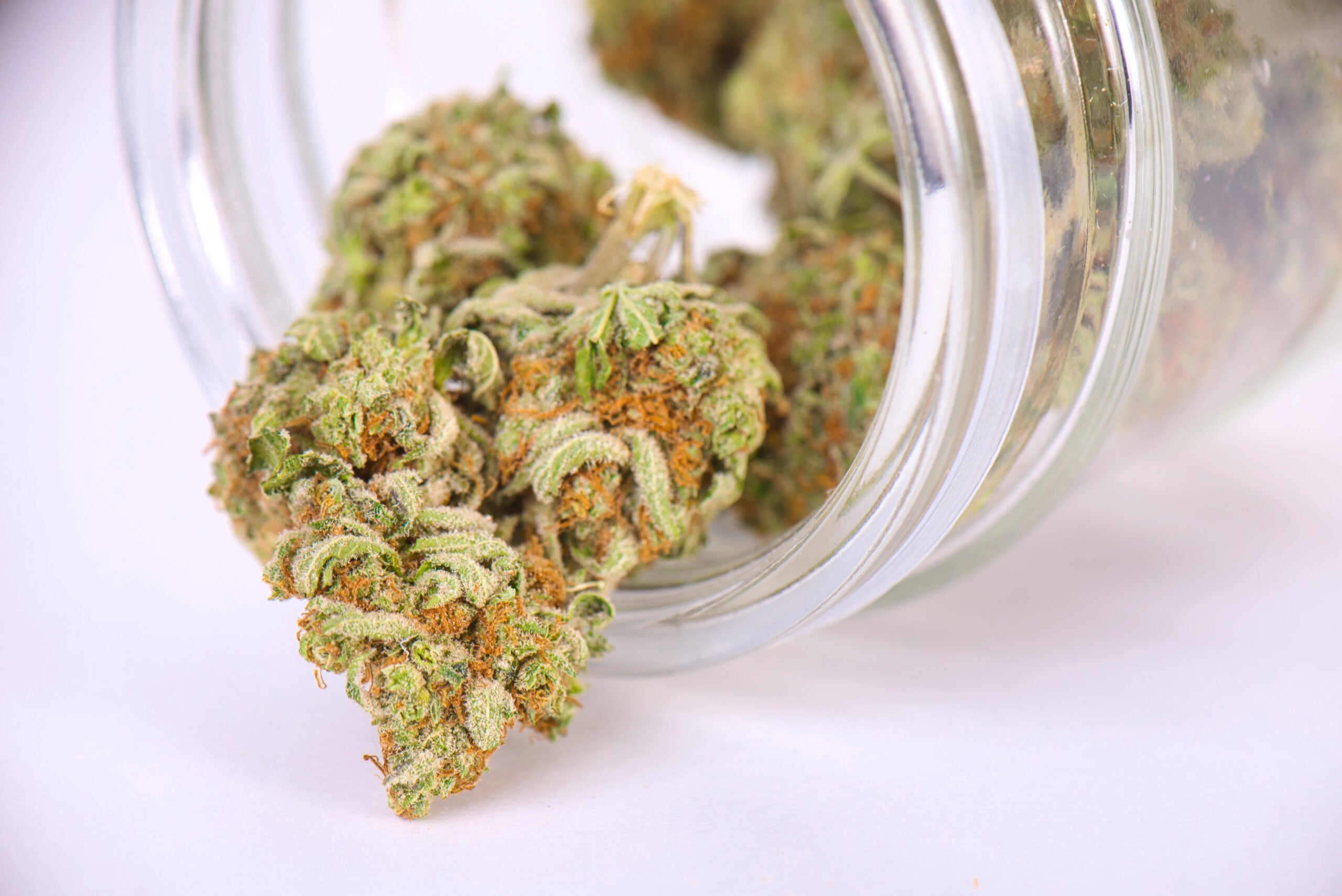 Tangie strain of Weed – Marijuana Review by Green Sativa Dispensary