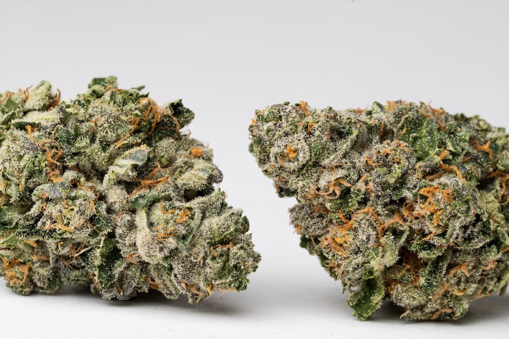 Close up shot of two marijuana buds