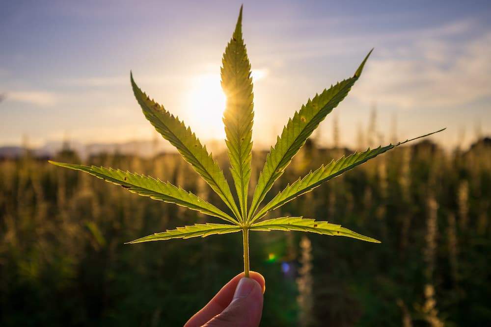 Hand holding a large cannabis or hemp leaf silhouetted against a sunset, illustrating the natural process of plant growth and the need for careful cultivation maintenance for quality and potency.